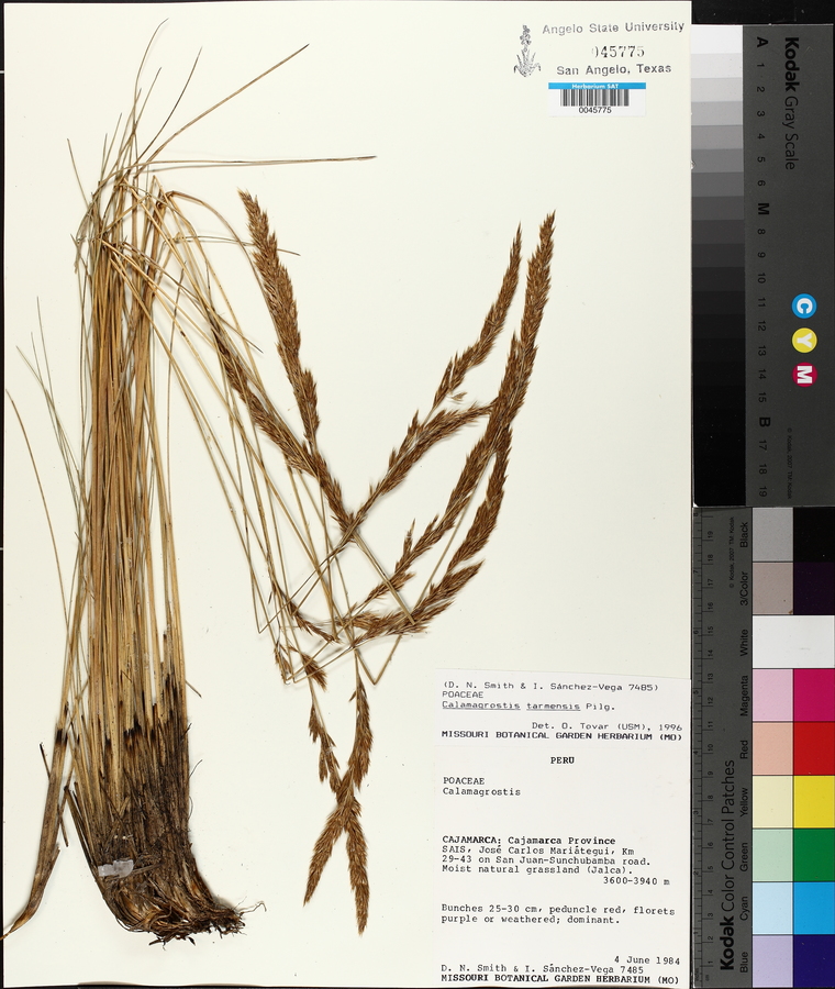 Calamagrostis tarmensis image