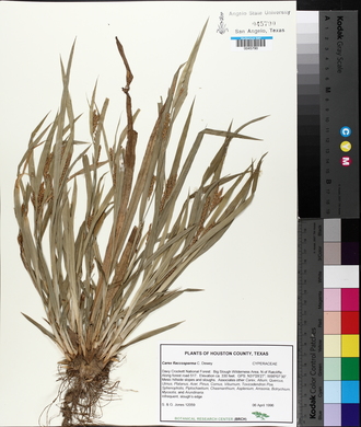 Carex flaccosperma image