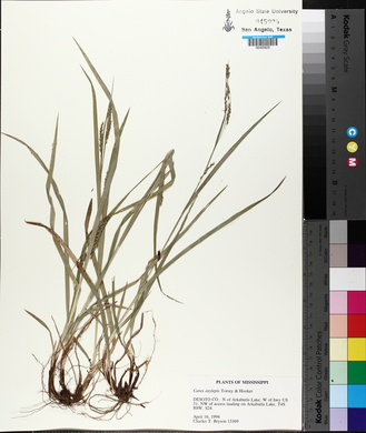 Carex oxylepis image