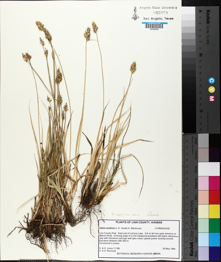 Carex austrina image