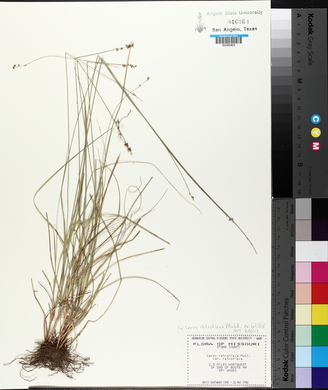 Carex retroflexa image