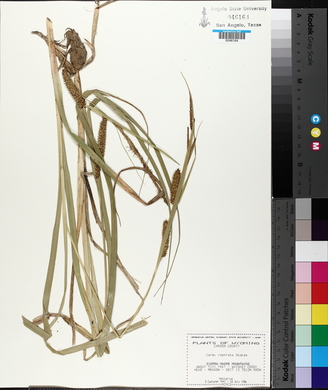 Carex rostrata image