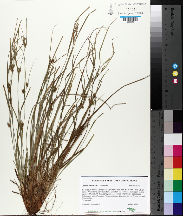 Carex bulbostylis image