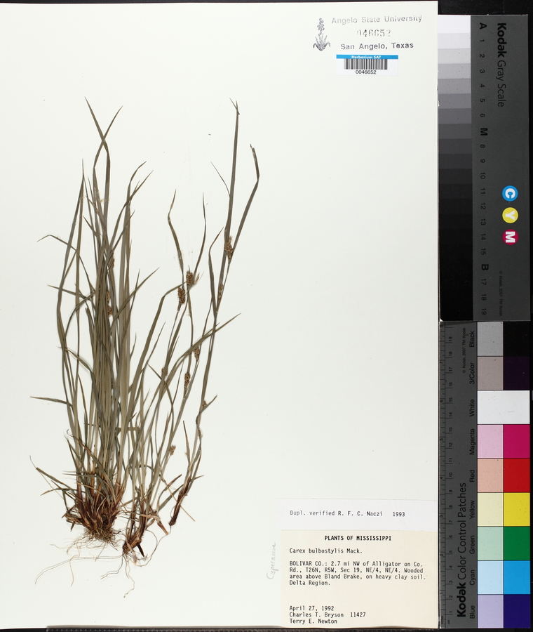 Carex bulbostylis image