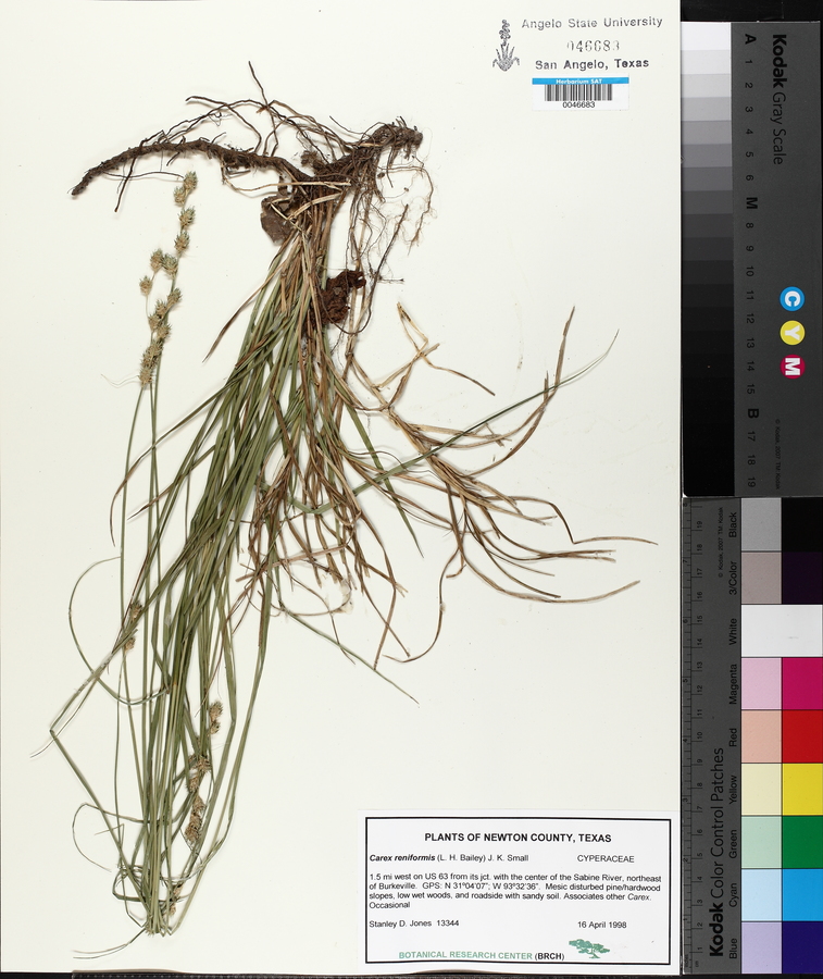 Carex reniformis image