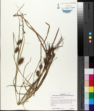 Carex louisianica image