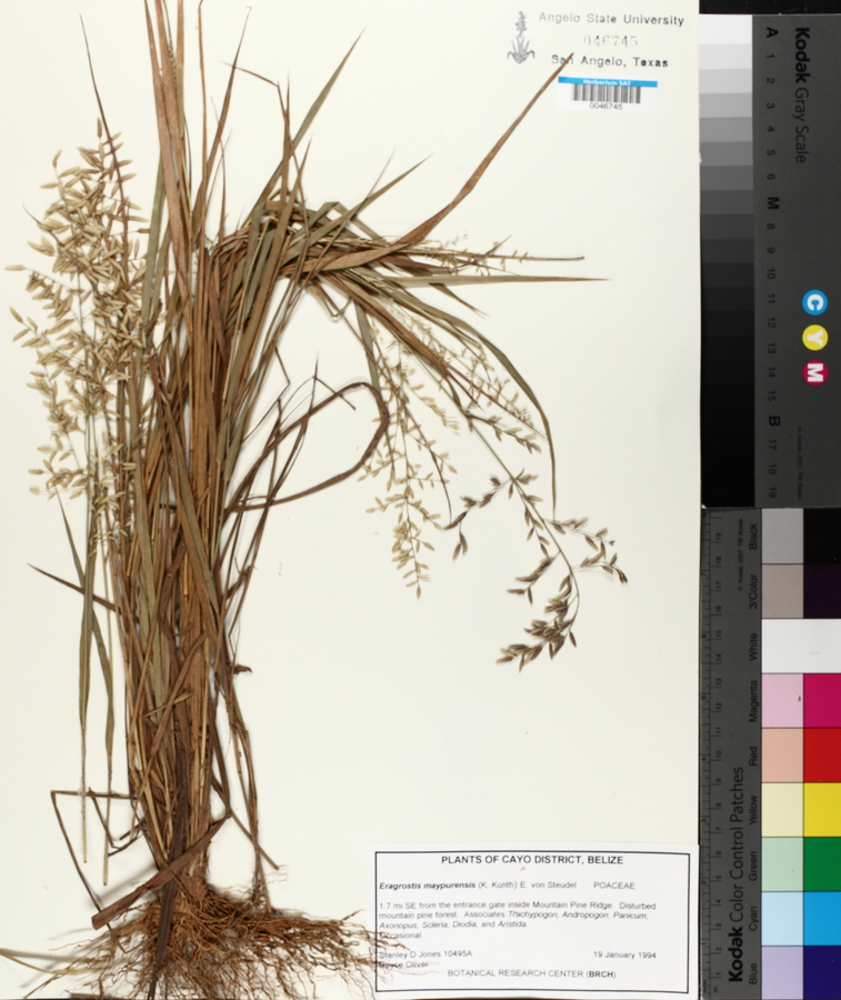 Eragrostis maypurensis image