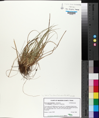 Carex floridana image