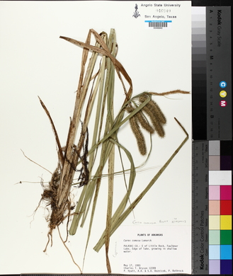 Carex comosa image