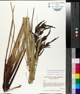 Carex donnell-smithii image