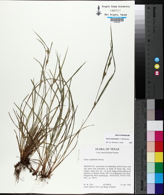 Carex bulbostylis image