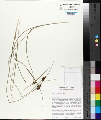 Carex complanata image