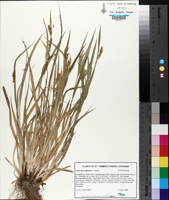 Carex flaccosperma image