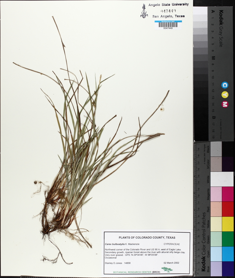 Carex bulbostylis image