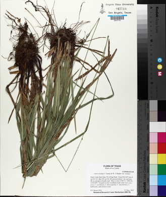 Carex oxylepis image