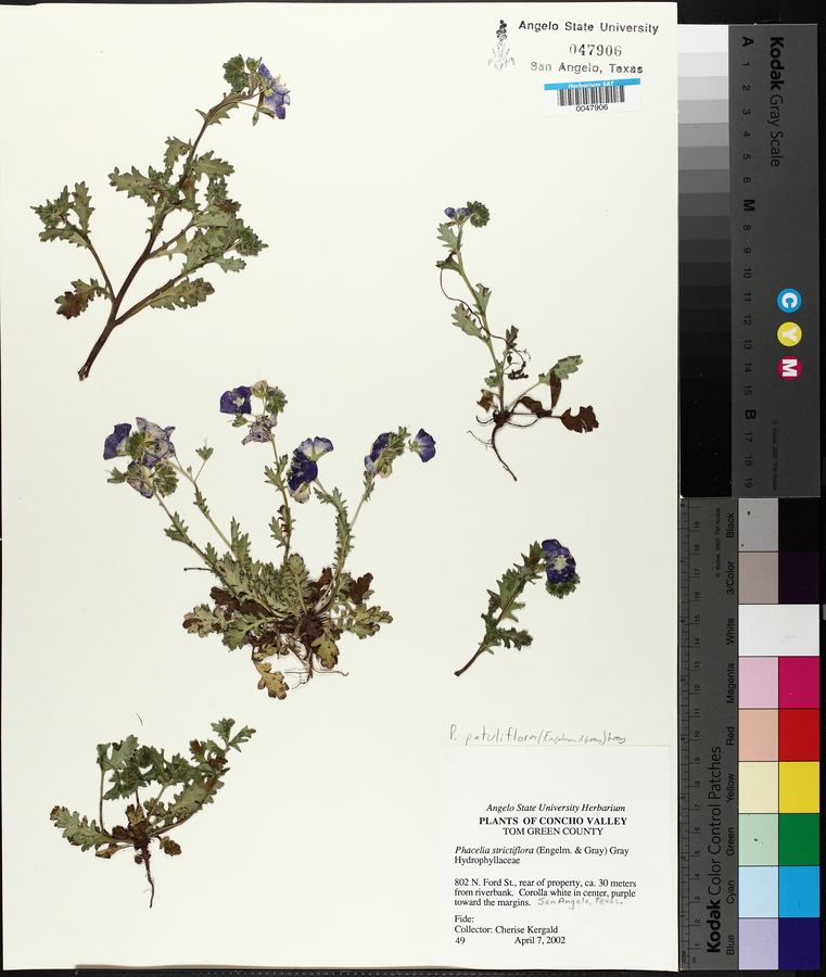 Phacelia patuliflora image