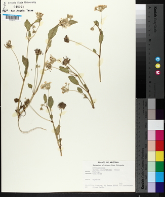 Abronia angustifolia image