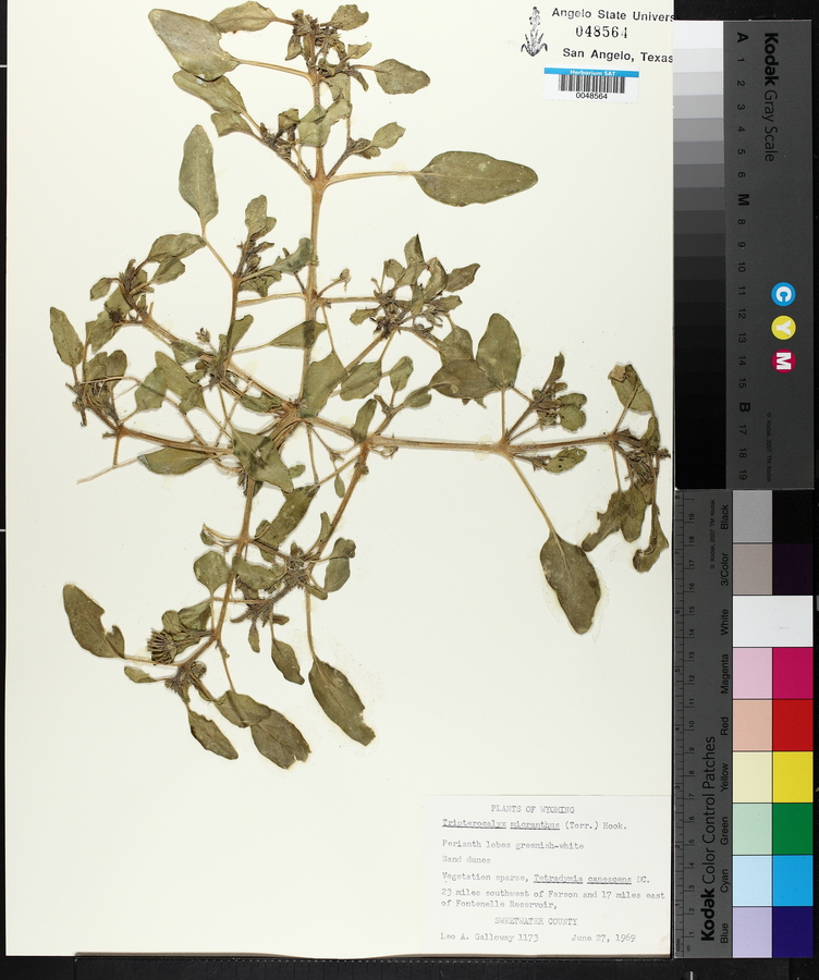 Tripterocalyx micranthus image