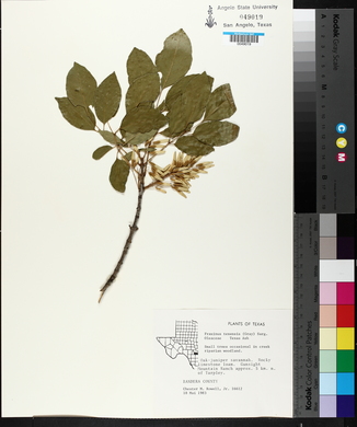 Fraxinus texensis image