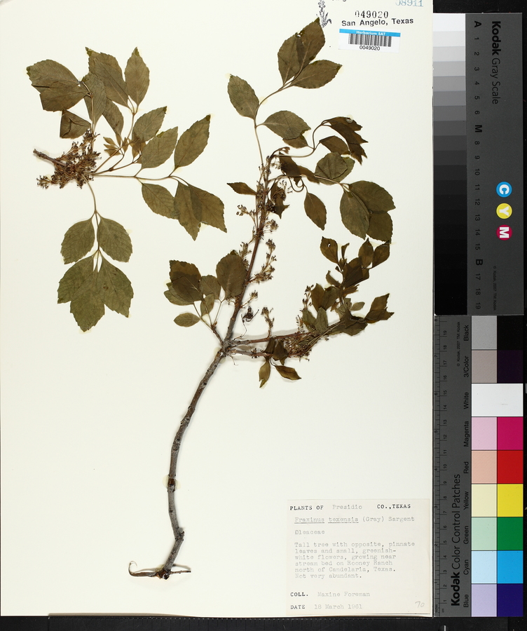 Fraxinus texensis image