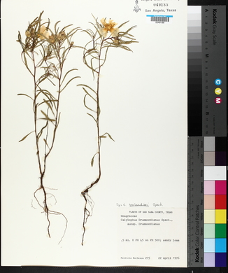 Image of Oenothera berlandieri