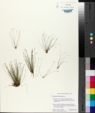 Eleocharis microcarpa image