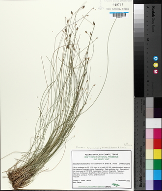 Eleocharis tuberculosa image