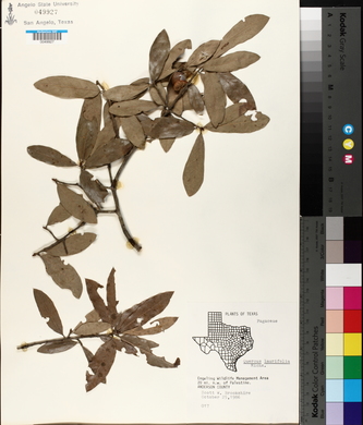 Quercus laurifolia image