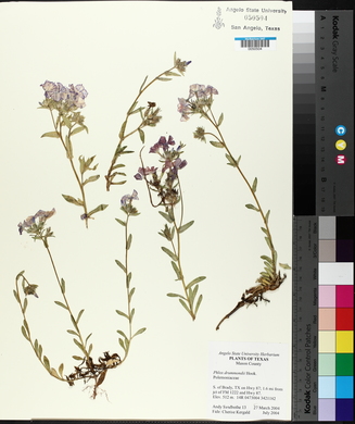 Phlox drummondii image