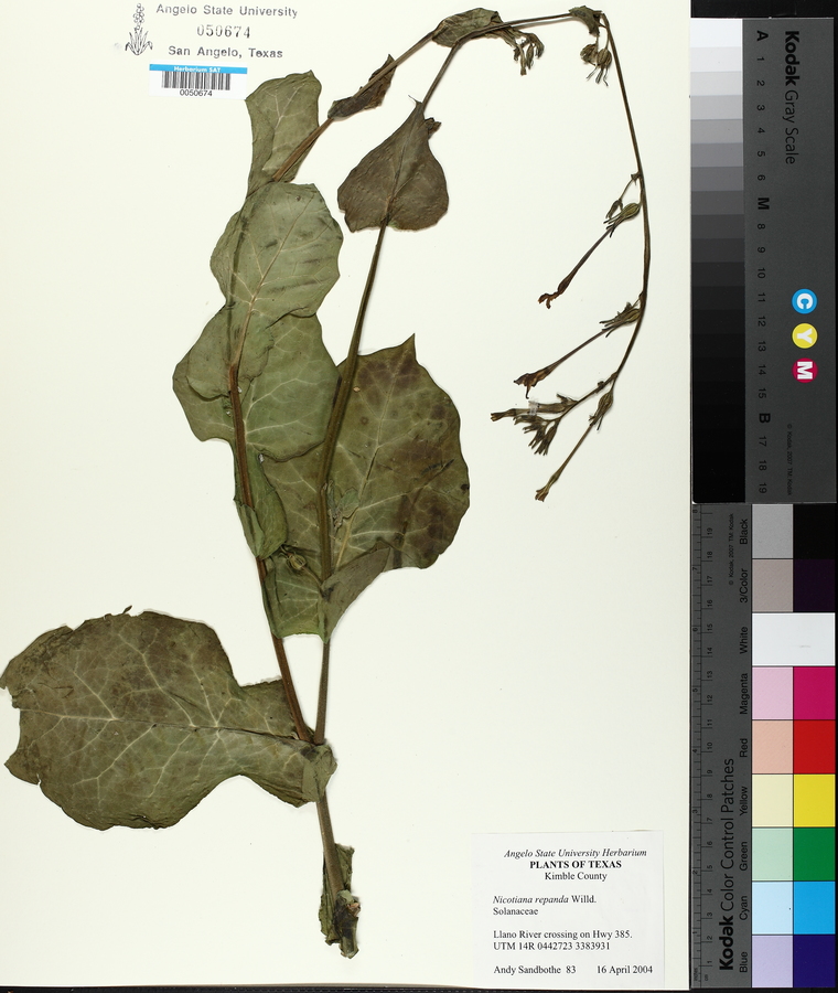 Nicotiana repanda image