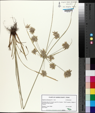 Cyperus ochraceus image