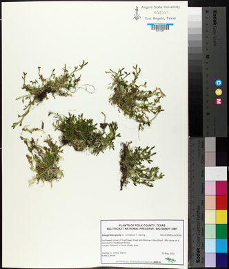 Selaginella apoda image