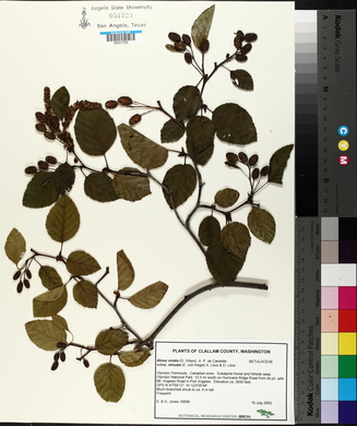 Alnus viridis image