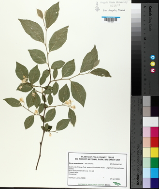 Styrax americanus image