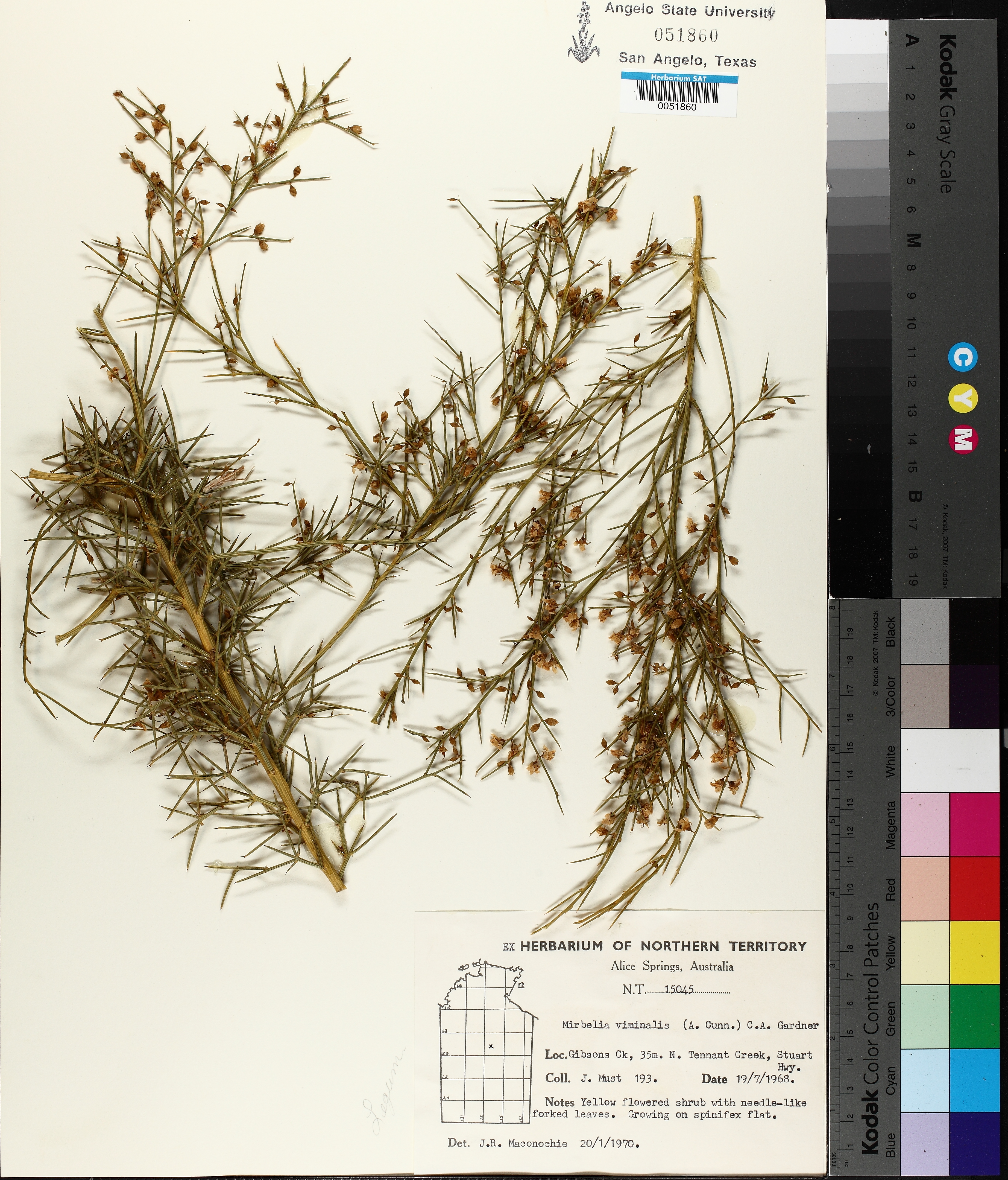 Mirbelia viminalis