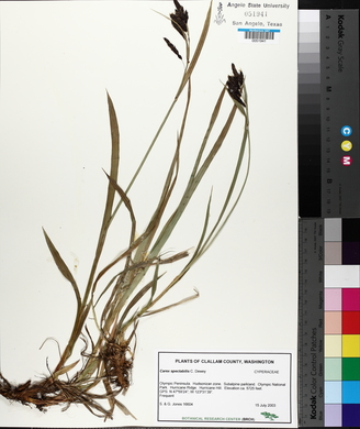 Carex spectabilis image