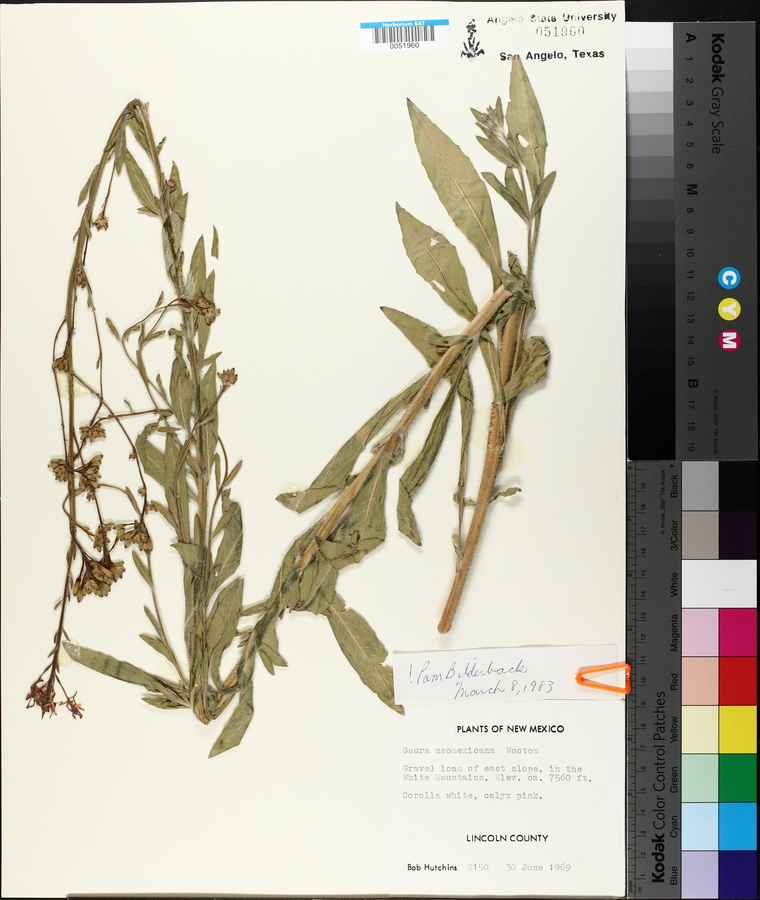 Oenothera coloradensis subsp. neomexicana image