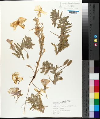 Oenothera engelmannii image