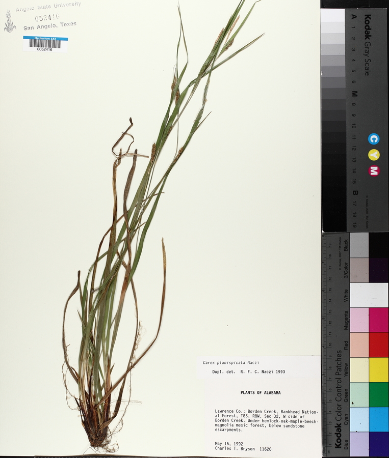 Carex planispicata image