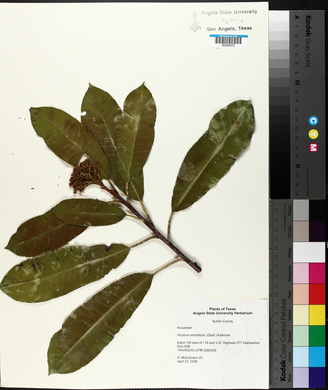 Photinia serratifolia image