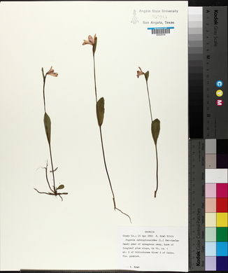 Pogonia ophioglossoides image