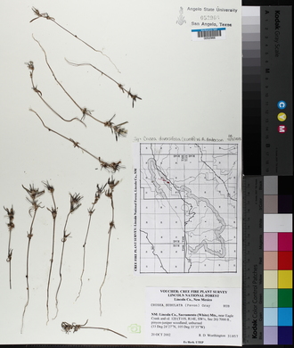 Crusea diversifolia image