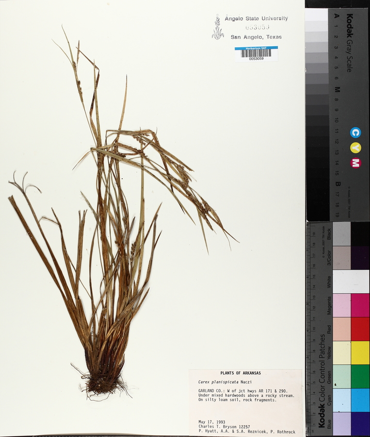 Carex planispicata image