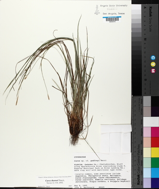 Carex thornei image