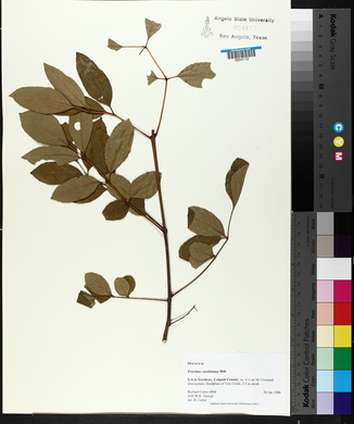 Fraxinus caroliniana image