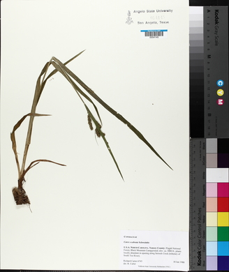 Carex scabrata image