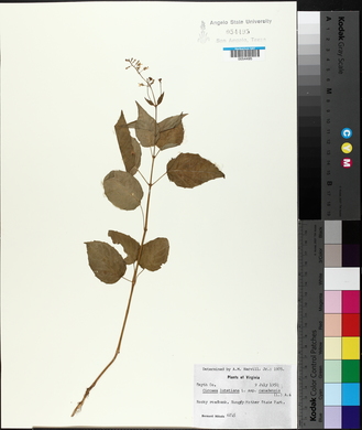 Circaea canadensis image