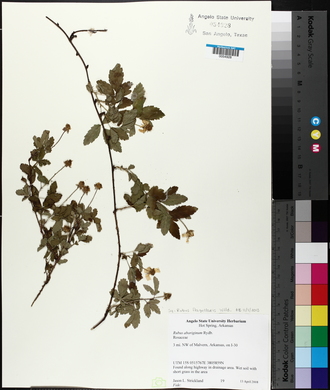 Rubus flagellaris image