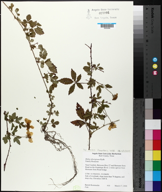 Rubus flagellaris image