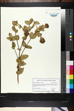 Lippia rotundifolia image